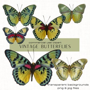 Green Colour Butterflies png Clipart Bundle, Vintage Butterflies, Butterfly Set, Mini Art Kit, Digital Butterflies, Instant Download Prints