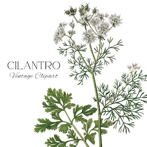 Clipart de coriandre, coriandre png, image de coriandre, plante aromatique, fleurs de fines herbes, botanique médicale, herbes vintage, fleurs de coriandre, usage Commercial