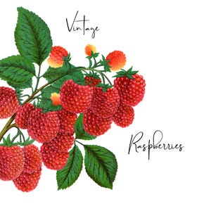 Rote Beeren, Himbeer Clip Art, Himbeerblatt, Himbeerpflanze png, Vintage Obst png, Digitales Obst Bild, Himbeerfrucht druckbare Kunst