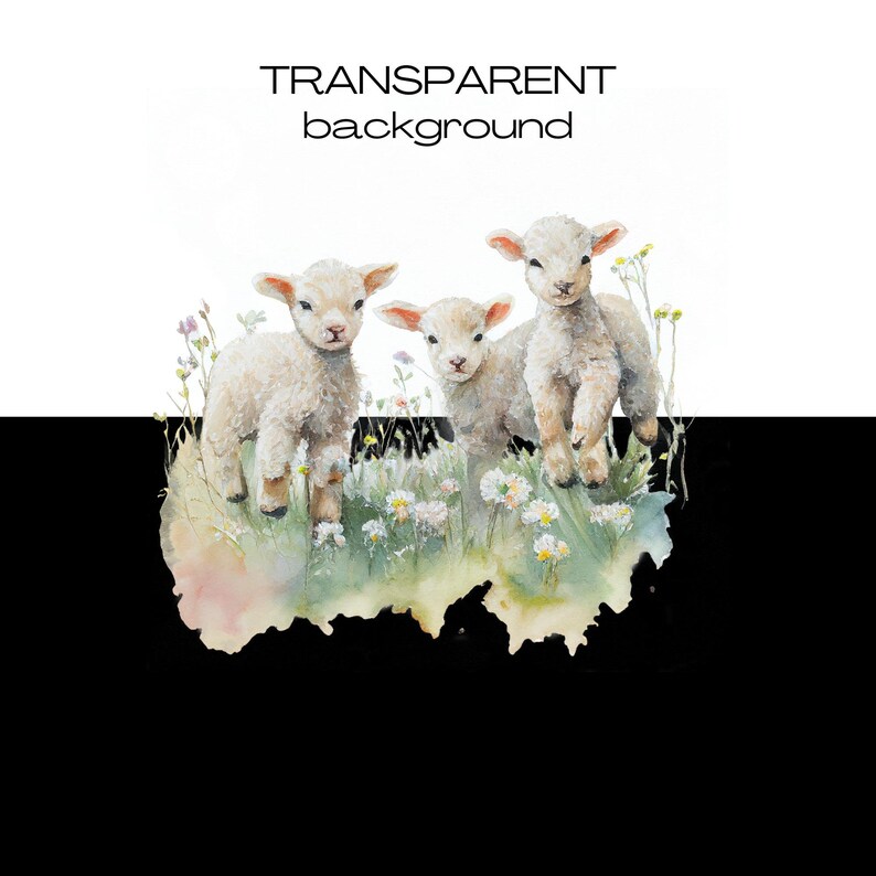 May include: Three white lambs with brown eyes and noses stand in a field of green grass and white flowers. The lambs are looking at the camera. The background is white.