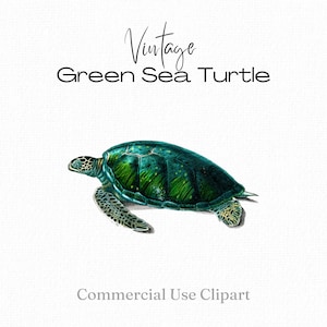 Green Sea Turtle Clipart, Vintage Turtle Print, Turtle Illustration, Turtle png, Turtle Printable, Turtle Image, Commercial License Clipart