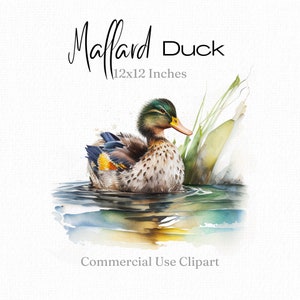 Mallard Duck Image, Watercolour Duck Illustration, Duck Clipart, Water Bird Graphics, Duck png, Colourful Bird, Digital Download Commercial