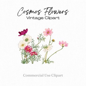 Cosmos Flower Clipart, Cosmos png, Fiori in fiore, Fiori bianchi rossi rosa, Clipart di invito, Clipart stazionario, ClipArt per uso commerciale