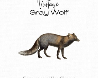 Gray Wolf, Canis Vulpes Linn, Vintage Wolf Clipart, Wolf png, Wolf Clipart for Collage, Decoupage, Stickers, Stationary, Digital Download