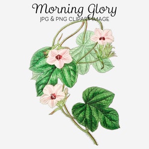 Morning Glory Clip Art, Blooming Flower png, Popular Flowers png, Flower Bloom png, Pink Ipomoea Violacea Clipart pour cartes de voeux, Impressions