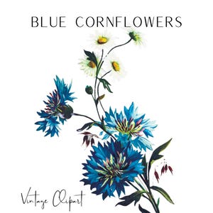 Blue Cornflower Printable Art, Cornflower Illustration, Blue Blossom, Vintage Flower Clip Art, Spring Flowers, Blue Vintage Flowers PNG JPG