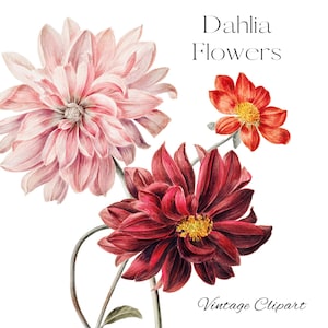Dahlia Clipart Dahlias png Floral DIY papeterie Invitations Flyers Logo Design Cartes de voeux Découpage Collage Scrapbooking Mini Art