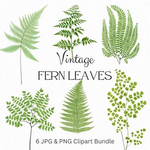 Farn Blätter, Clipart Bundle, Tropisches Blatt Illustrationen, Exotische Farne, Greenery, Clip Art, Farn Blatt, Blatt, Blatt, Blatt, Blatt, Blatt, Farn png Grünes Blatt Grafik