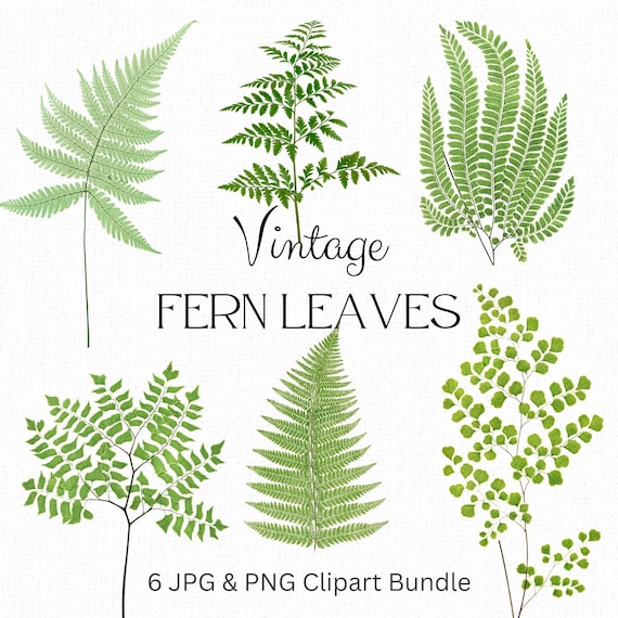 Farn Bltter, Clipart Bundle, Tropisches Blatt Illustrationen, Exotische  Farne, Greenery, Clip Art, Farn Blatt, Blatt, Blatt, Blatt, Blatt, Blatt,  Farn png Grnes Blatt Grafik - Etsy.de