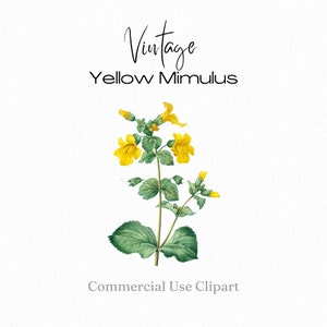 Jaune Mimulus Clipart, Mimulus png, Image de fleur jaune, Clipart à usage commercial pour la papeterie, cartes de voeux, étiquettes cadeaux, autocollants, impressions
