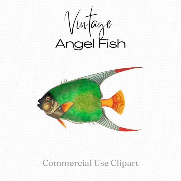 Angle Fisch Clipart, tropischer Fisch, grüner Fisch png, druckbare digitale Fisch png, Double Scaled Chaedon, George Shaw, Naturforscher Miscellany