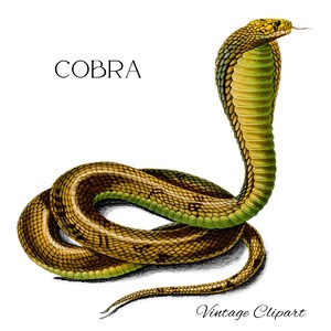 Cobra Clipart de Cobra, Cobra png, Cobra para Imprimir, Cobra Digital, Cobra Egípcia para Colagem de Pôster, Adesivos, Convites, Cartões, Arte de Réptil