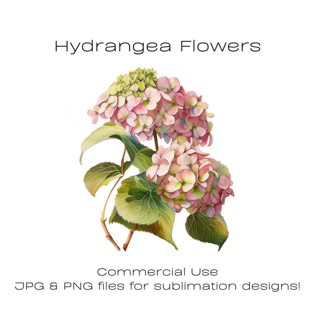 Hydrangea Clipart Pink Flowers Hydrangea Png Spring - Etsy