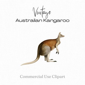 Känguru Clipart, Känguru png, Vintage Känguru Illustration, druckbares Känguru Grafikelement, australisches Clip Art für DIY Geschenke, Karten