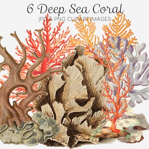 Coral Clipart Underwater Clipart Coral png Coral Reef Art Clip Art for Collage Poster Elements Junk Journal Ephemera Scrapbooking Projects