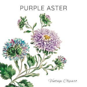 Purple Aster Flowers Aster Illustration Double China Aster Cottage Garden Summer Flowers Aster Clipart Aster png Purple Floral Clipart