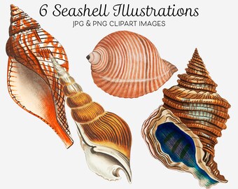 Seashells Clipart Bundle Vintage Shell Illustrations Collection Seashells Clipart for Stationary Cards Decoupage Collage Posters Shells png