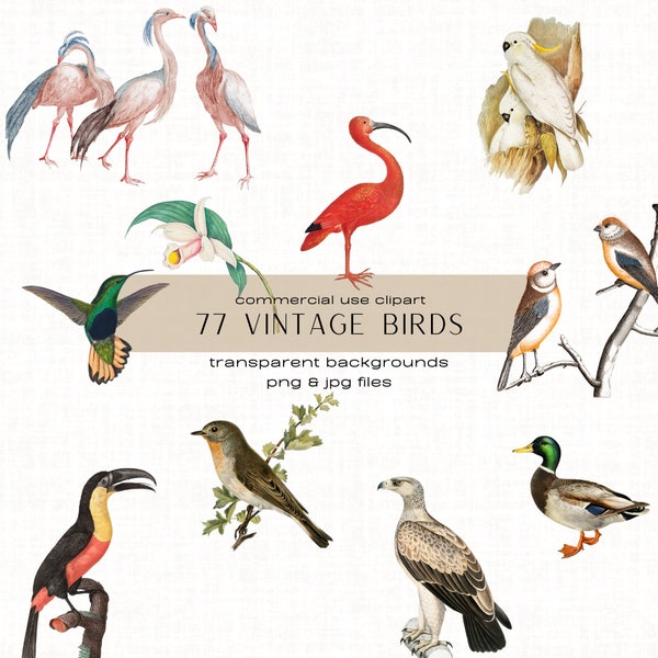 77 Bird Illustrations Clipart Bundle, Commercial Use Vintage Ephemera Clip Art, Bird Overlays for Photoshop, Junk Journal Collage, Decoupage