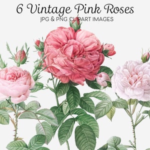 Pink Roses Clipart Bundle, Set of 6 Vintage Rose Illustrations, French Roses, Blooming Dwarf, Pink Agatha, Set of Roses, Digital Download