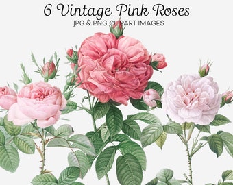 Pink Roses Clipart Bundle, Set of 6 Vintage Rose Illustrations, French Roses, Blooming Dwarf, Pink Agatha, Set of Roses, Digital Download