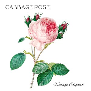 Illustration de rose, clipart rose, image de rose de chou rouge pour sublimation, carte d'anniversaire, faire-part de mariage, découpage png
