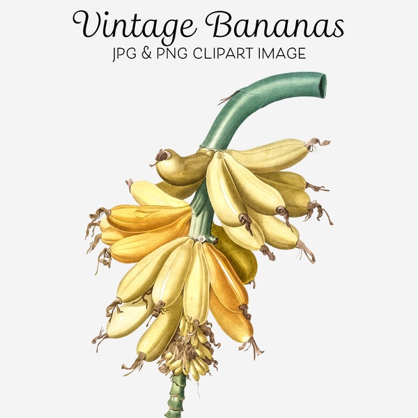 Banana Bunch Banana Branch Tree Clipart Banana Fruit Printable Bananas png Clip Art for Flyers Menu Advertising Sublimation Website Signs