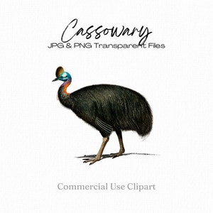 Imágenes Prediseñadas de casuario, pájaro australiano, casuario png, decoupage de aves, álbumes de recortes, diario basura, proyectos artesanales, Charles Dessalines D'orbigny