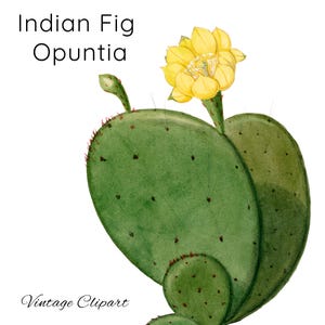Imágenes prediseñadas estéticas de flores amarillas de cactus, higo indio Opuntia, cactus png, ilustración botánica, imagen de cactus Opuntia para descargar e imprimir