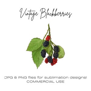 Brombeeren Obst Clipart Vintage Aquarell Illustration Beeren png Himbeeren png schwarze und rote Beeren Vintage Kunst, Digitaldruck