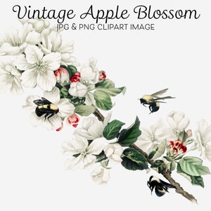 Clipart de flor de maçã com abelhas, clipart digital de coisas efêmeras vintage, flor branca para impressão png, flores de Natal, download digital de clipart