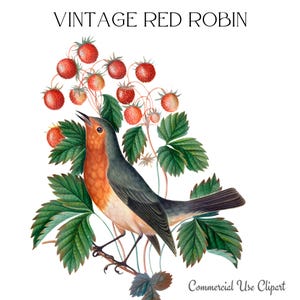 Rouge-gorge mangeant des fraises, clipart oiseau pour collage, faire-part, décoration d'intérieur, clipart Robin, POD clipart, png Robin, James Bolton Art