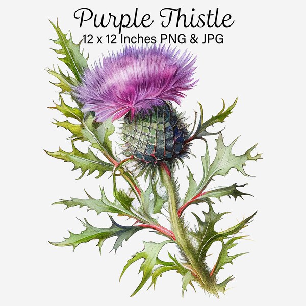 Purple Thistle Etsy