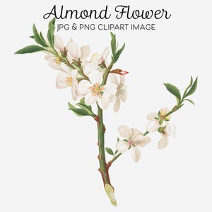 Fleur d'amandier, fleur d'arbre à noix, fleur png, fleurs blanches, invitations, cartes de voeux, cartes postales, papeterie, étiquettes cadeaux, fleur Clipart