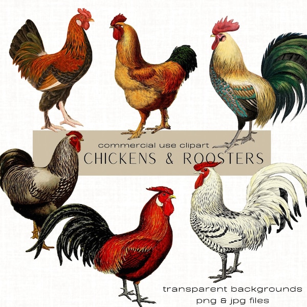 Chicken Clipart Rooster Clipart Farm Animal Bundle Chicken png Rooster png Junk Journal Ephemera Scrapbooking Collage Commercial Use Clipart