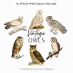 Owls Clipart Bundle, Set of 6 Owl Illustrations, Vintage Clipart Bird Bundle, Vintage Owls png, Owl Prints, Commercial Use Digital Download