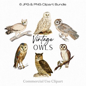 Uilen clipartbundel, set van 6 uilillustraties, vintage clipart vogelbundel, vintage uilen png, uilenafdrukken, commercieel gebruik digitale download