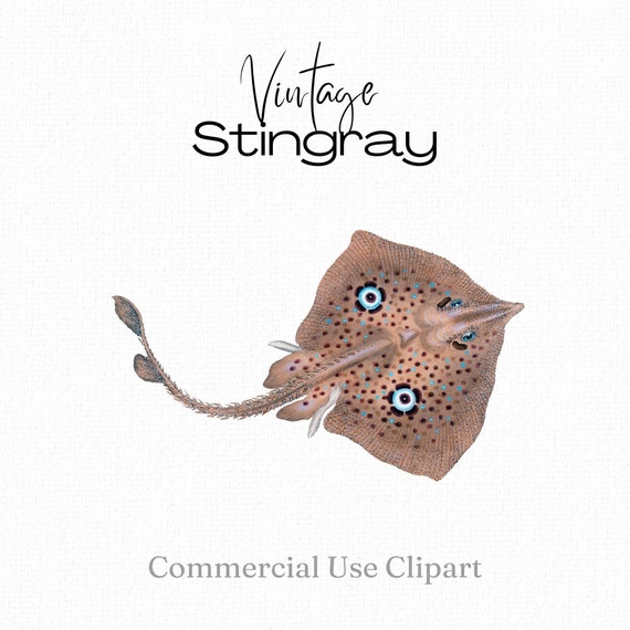 Stingray Clipart, Sea Animal Png, Sting Ray Png, Homelyn Mirror Ray,  Printable Stingray Png, Vintage Stingray Illustration, Digital Download 