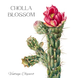 Wandelstok Cholla Blossom clipart, rode bloem png, cactus illustraties, jaren 1930 Art Print, bloeiende cactus, afdrukbare cactus, commercieel gebruik