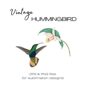 Hummingbird Clip Art,  Hummingbird png, Flying Bird Print, Clipart for Sublimation, Bird and Flower Tshirt Design for Women, Graphic Design