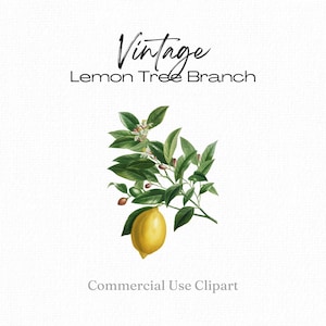 Lemon Tree Clip Art Lemon Leaf Blumen und Knospen Charles Dessalines D'orbigny Lemon Bloom png Vintage Clipart png Dateien für Sublimation Print