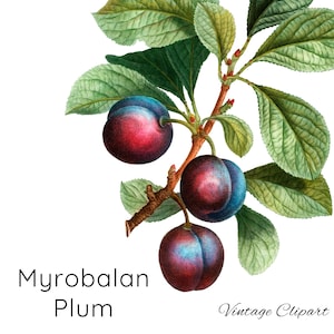 Myrobalan Plum Clipart, Vintage Plum Tree, Fruit Tree Branch, Kitchen Decor Mini Art Prints, DIY Papercraft, Digital Download Commercial Use