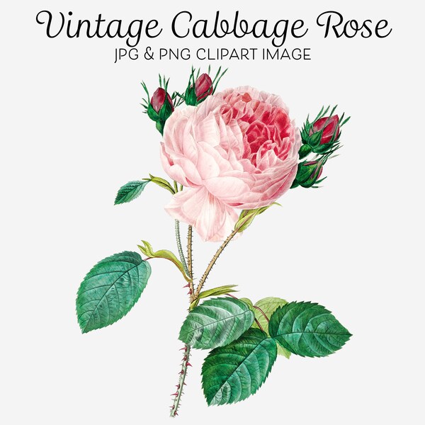 Pink Cabbage Roses - Etsy