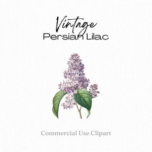 Clipart lilas persan pour carte-cadeau bricolage, carte de voeux, mini impression d'art mural, autocollants, scrapbooking, éphémères, découpage, sublimation, png