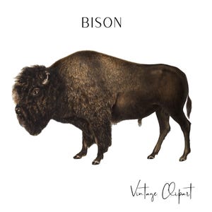 Bison Clipart, Bison png, Buffalo png, North American Bison Print, Buffalo Clipart, Digital Art, Vintage Illustration John Woodhouse Audubon