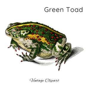Clipart crapaud vert, png crapaud, amateurs de grenouille numérique png pour tasse à café, carte de voeux, étiquette cadeau, art vintage Charles Dessalines D'orbigny