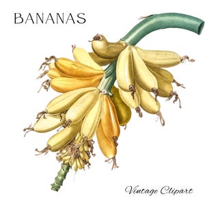 Banana Bunch Bananenzweig Baum Clipart Banane Obst Printable Bananen png Clip Art für Flyer Menü Werbung Sublimation Website Schilder