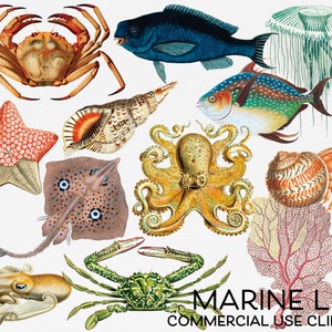 Marine Life Clip Art Bundle, Underwater Clipart, Sea Creatures Photo Overlays, Crabs, Octopus, Coral, Shell, Jellyfish, Starfish PNG Files