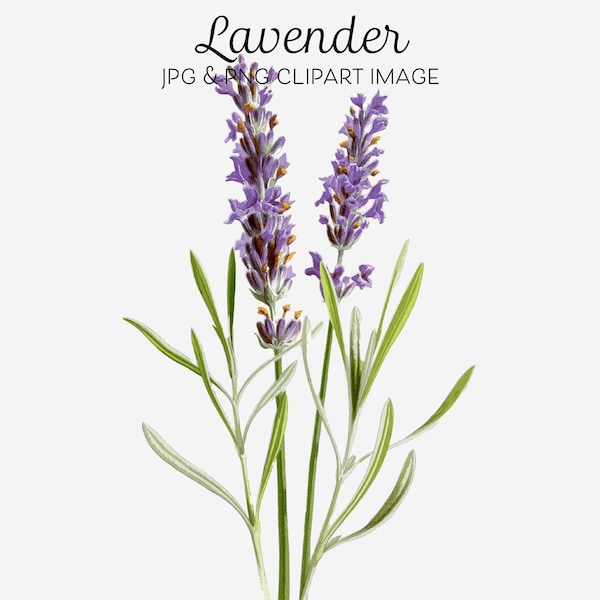 Lavender Flowers Lavender png Shabby Chic Clipart Purple Flowers png Floral Botanical Lavender Clip Art Lavender Image Lavender Printable