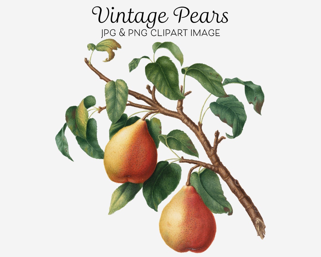 Pear Tree Clipart, Pear Fruit Tree Digital Download, Pear Tree Png ...