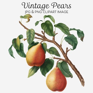 Birnbaum Clipart, Birnbaum Obstbaum digitaler Download, Birnbaum png, Birnen Vintage, wilde Birne Clip Art, Giorgio Gallesio Vintage Art